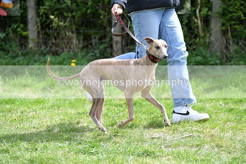 WJ5_9682 - Class 3 Most Handsome Dog
