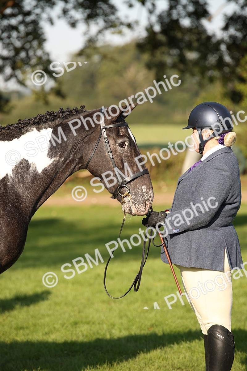 SBM_58730 - S51 - Piebald & Skewbald Horse In Hand