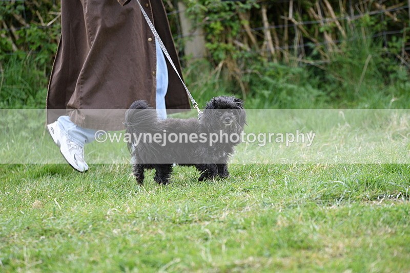 WJ5_9114 - Class 1 Best Cross Breed / Heniz 57