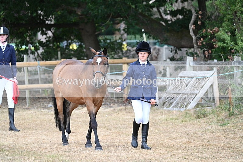 WJ7_9447 - Class 5 Most Handsome Gelding (up to 14.2hh)