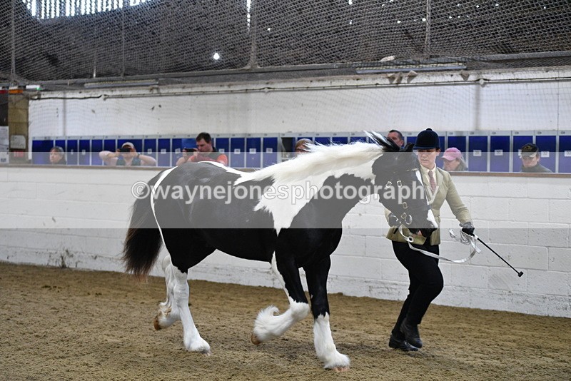 WJ5_3445 - Class 1 Youngstock