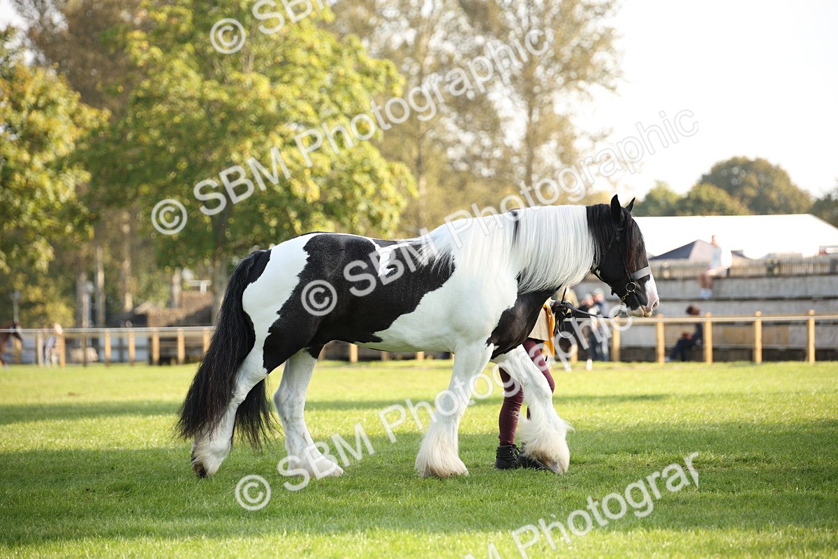 SBM_58783 - S51 - Piebald & Skewbald Horse In Hand