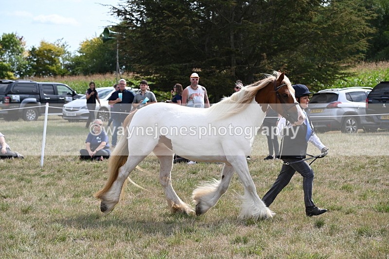 WJ6_6577 - Class 20 In-hand Cob