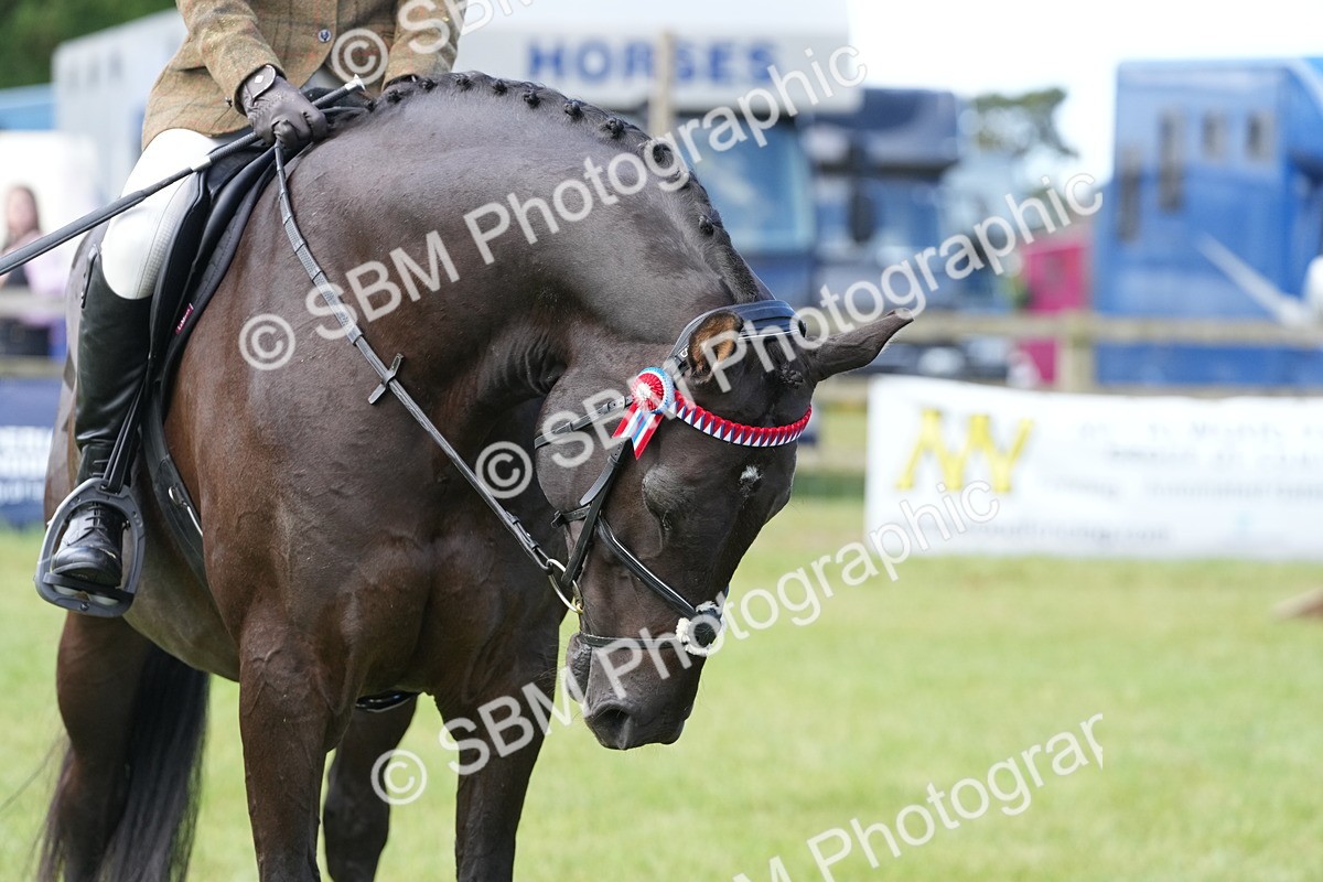 SBM_12963 - Class 99 - RIHS SEIB Working Show Horse