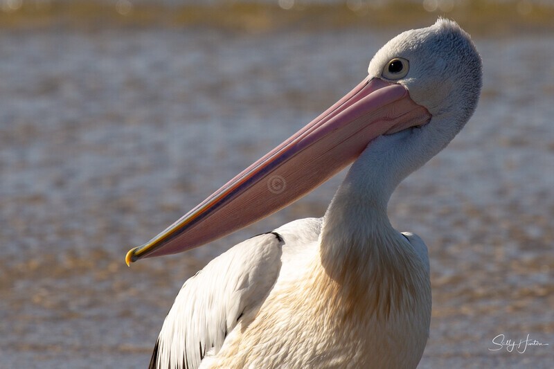 Pelican Portrait