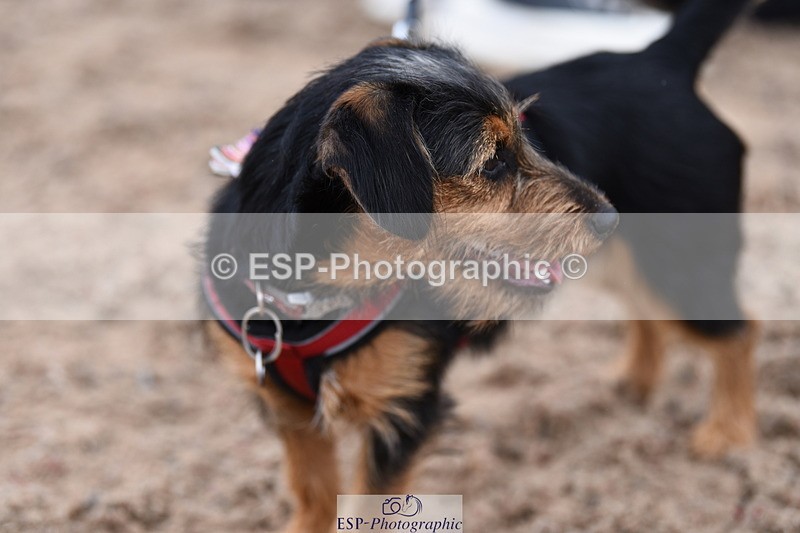 240518A-112612-00784 - Cls 1 Cutest Puppy