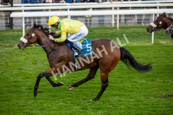 111024-Race 4-End Of Story-6927 - Race 4 3.10pm Parsonage Hotel And Cloisters Spa Nursery Handicap