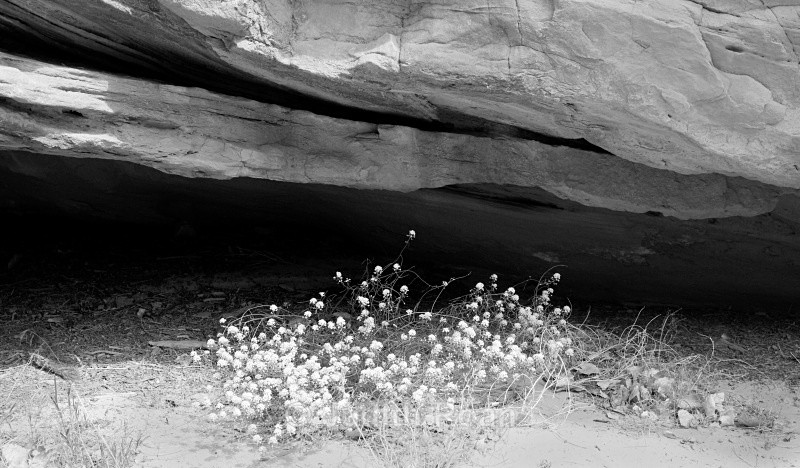 Rock and flower near Hickman Arch - Utah 2009
