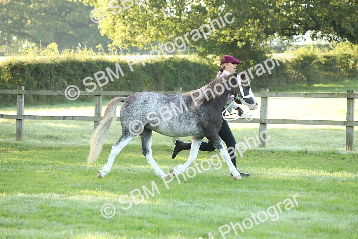 SBM_57943 - S42 - Youngstock