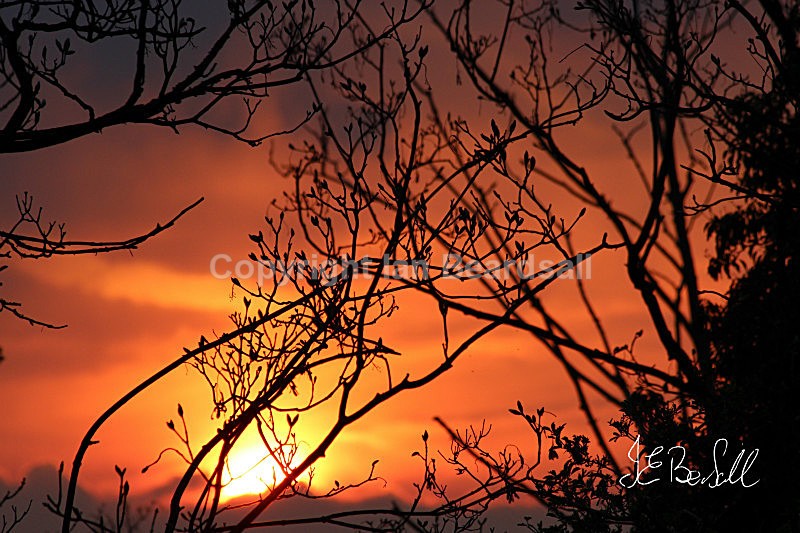 Fire Through The Trees - Essex