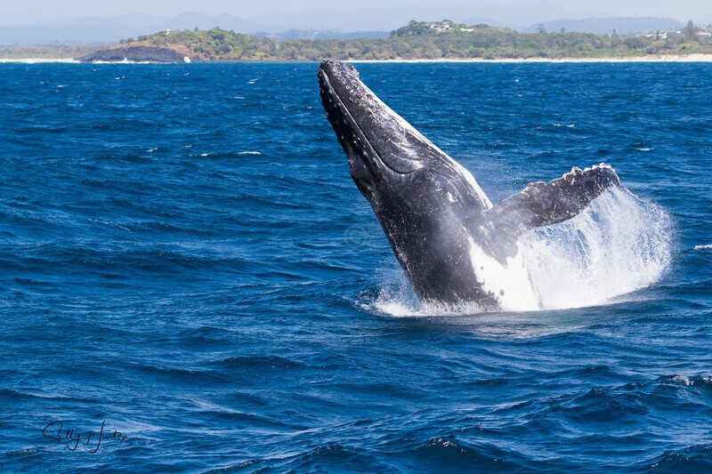 Fingal Breach 4 0A3A3897 - Humpback Whales