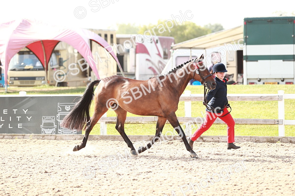 SBM_11038 - Class 205 IH Show Pony/ Show Hunter Pony