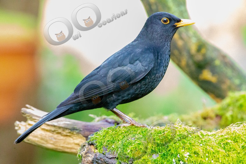 Blackbird Turdus merula-3806 - UK birds