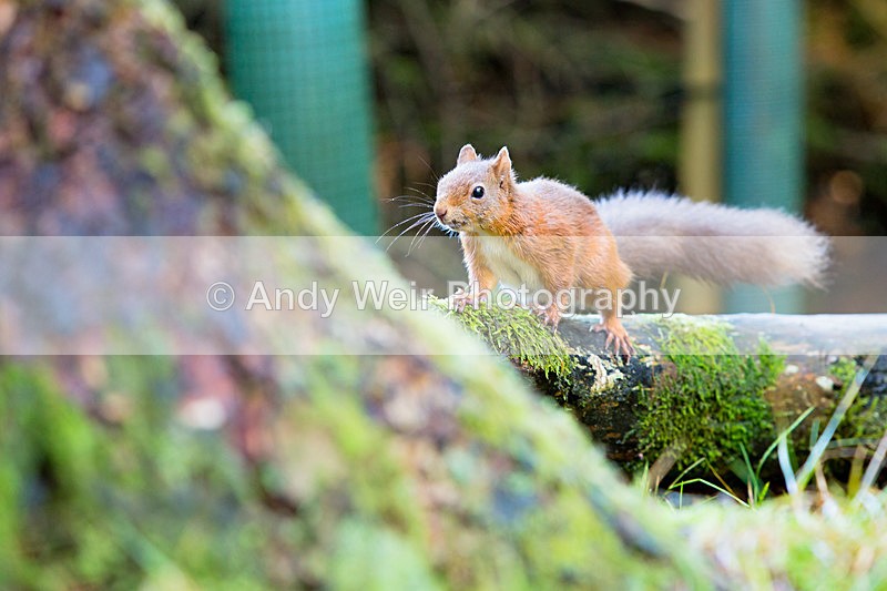 20141010-3K8A6420 - Red Squirrel