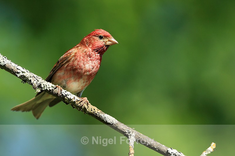 Purple Finch (male) front, Minnesota, USA - Purple Finch