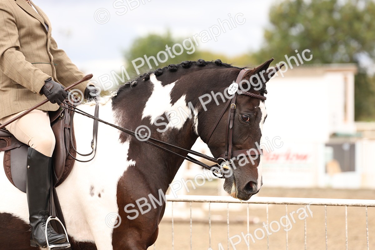 SBM_02779 - Class 53 - Ridden Competition Horse/Pony