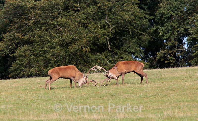 Red Deer, Rutting time - Wildlife