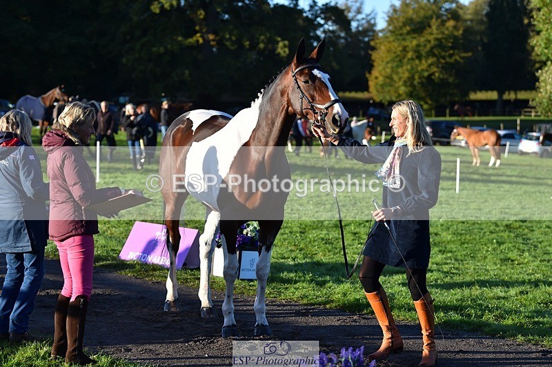 231022-085804-21477 - 669-FOXRIDGE.HIGH.JINX-Claire.Deuten-TrotUp+SJ