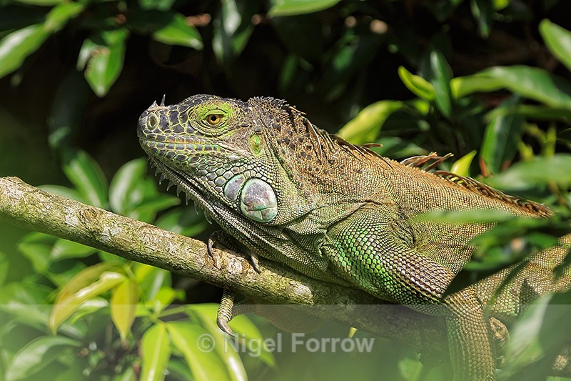 Green Iguana resting on branch, Costa Rica - REPTILES & AMPHIBIANS