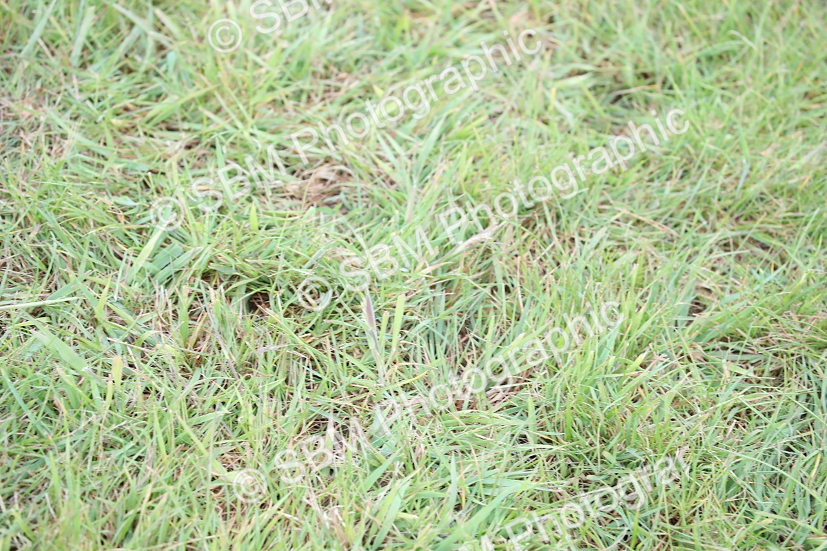 SBM_03856 - Class 23-25 - British Miniature Horse of the Year