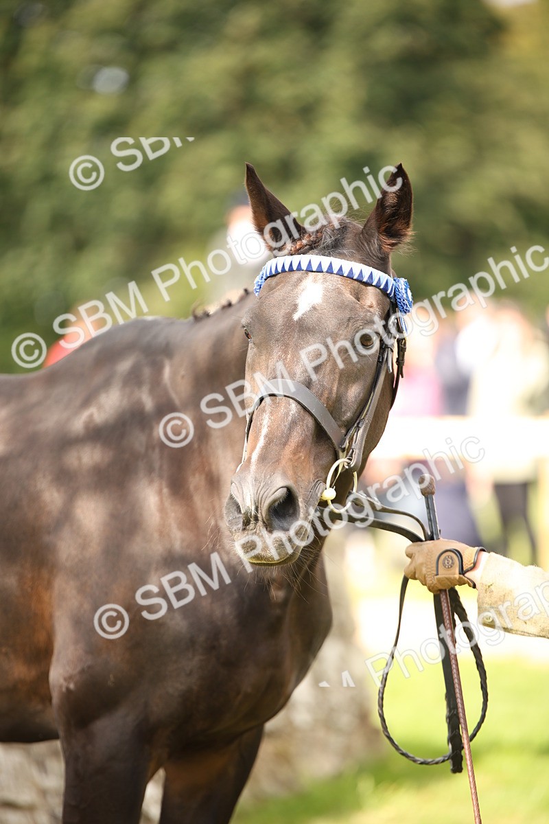 SBM_46383 - S25 - Mature Veteran In Hand