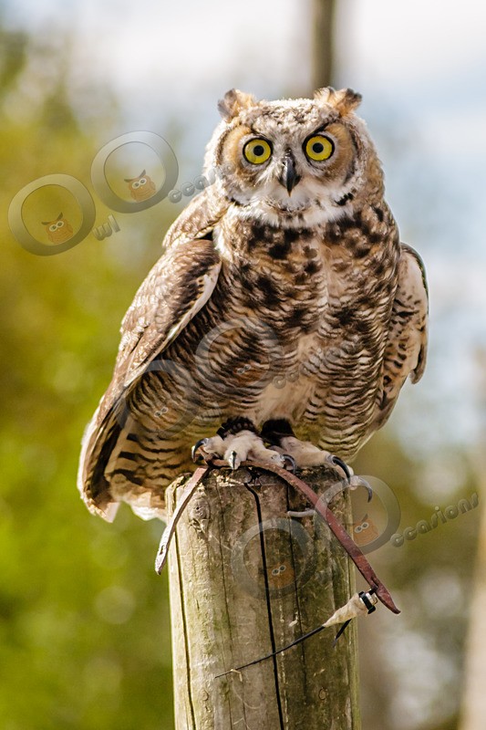 Great horned owl Bubo virginianus-7085 - Owls of the World