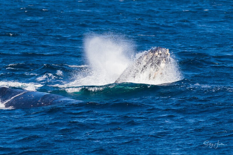 Humpback barge 0A3A6352 - Humpback Whales
