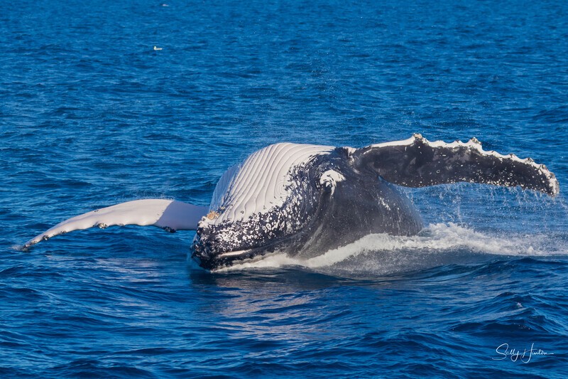 HB Breach 9. 0A3A6183 - 2025 Hervey Bay Whales