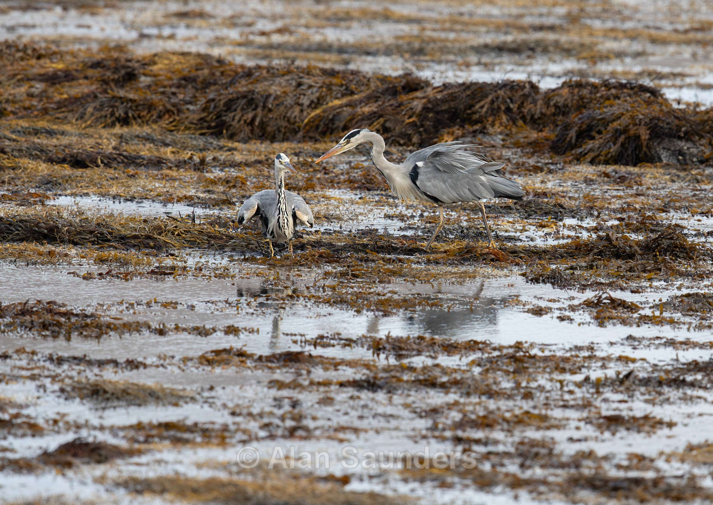 Grey Heron 12