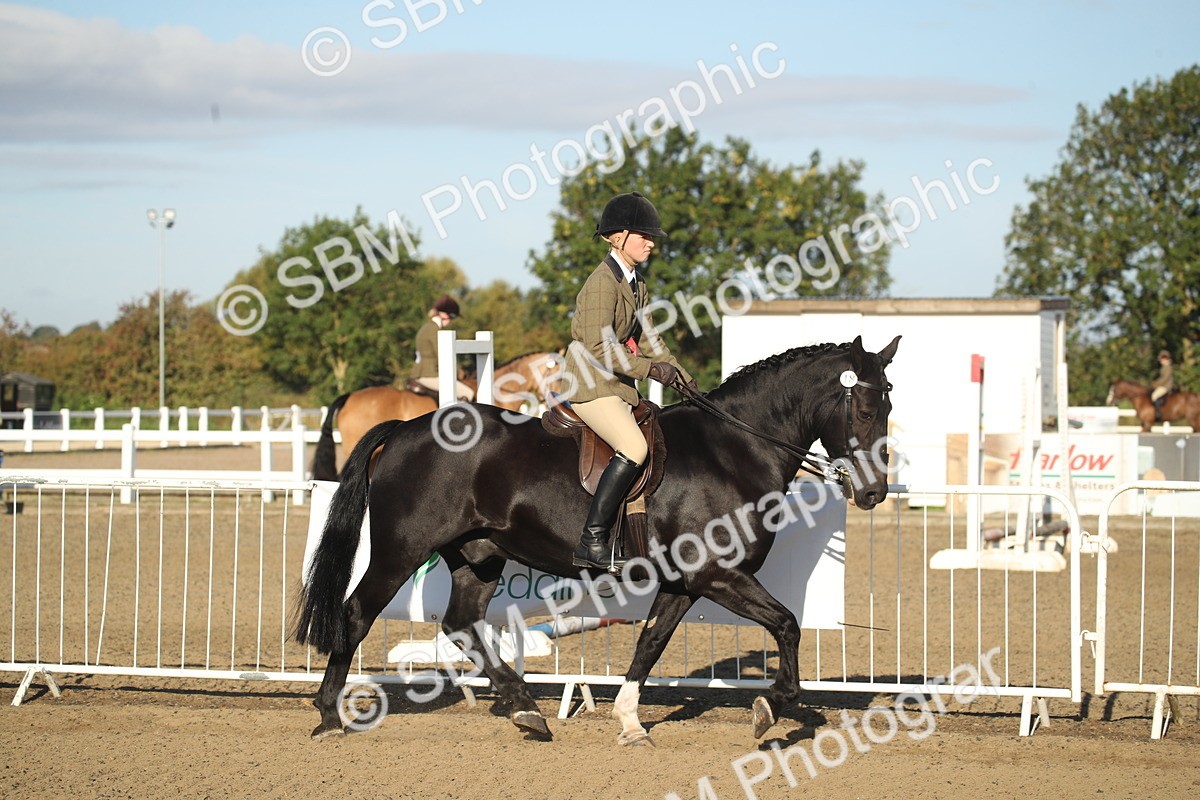 SBM_11497 - Class 502 - Riding Club Horse