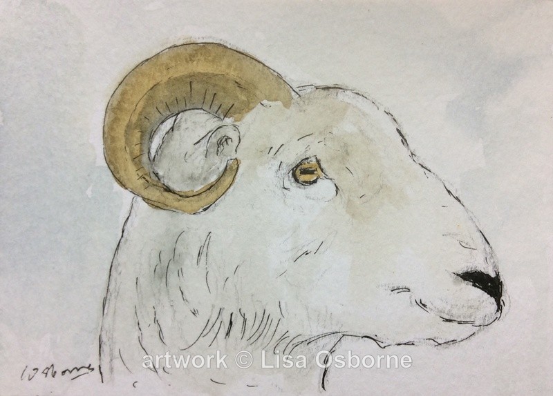 Ram - Animals