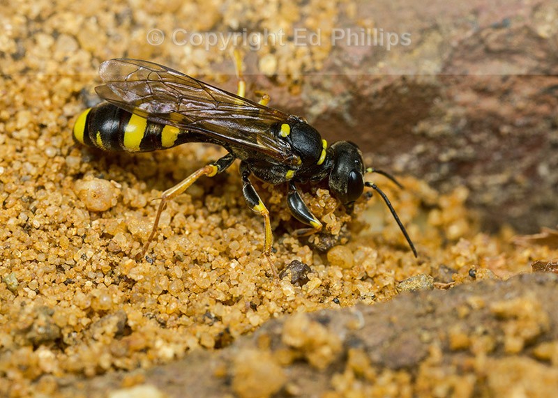 Mellinus arvensis (f)