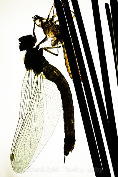 Newly emerged Emperor dragonfly - Dragonflies & Damselflies