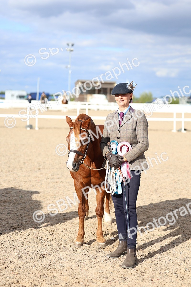 SBM_18794 - Class 317 - IH Pure Bred Horse-Pony