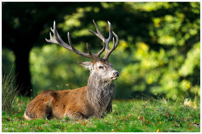 Regal Stag - Latest Work