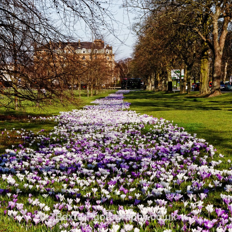 Crocus Carpet - Harrogate Town
