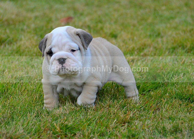  - Bulldogs