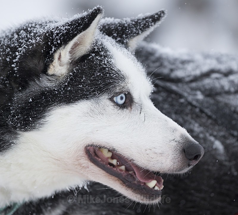 Huskies from the Dogsled team in Northern Finland - FINLAND & SWEDEN LANDSCAPES