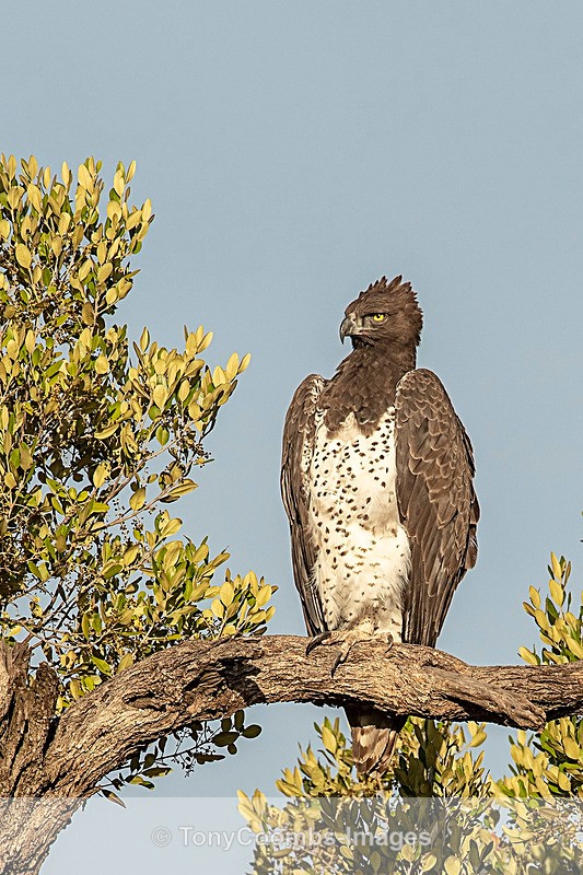 Martial Eagle - Mara North ~ Birds