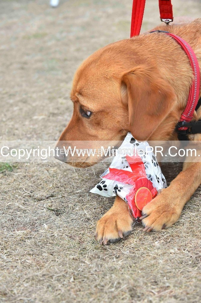 SH4_0176 - Dog show.