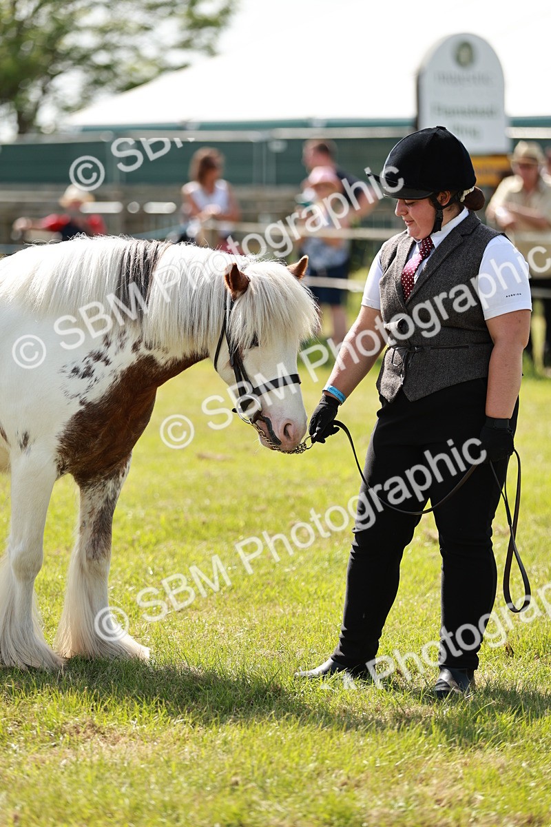 SBM_08722 - Class 63-65 - Traditional Gypsy Cobs In Hand & Ridden