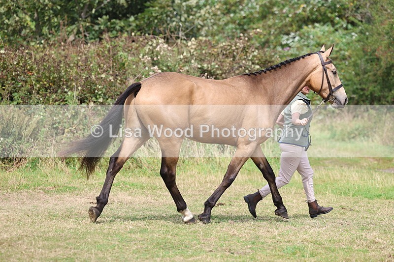 3E7A5499 - Class 20: Sports Horse In Hand