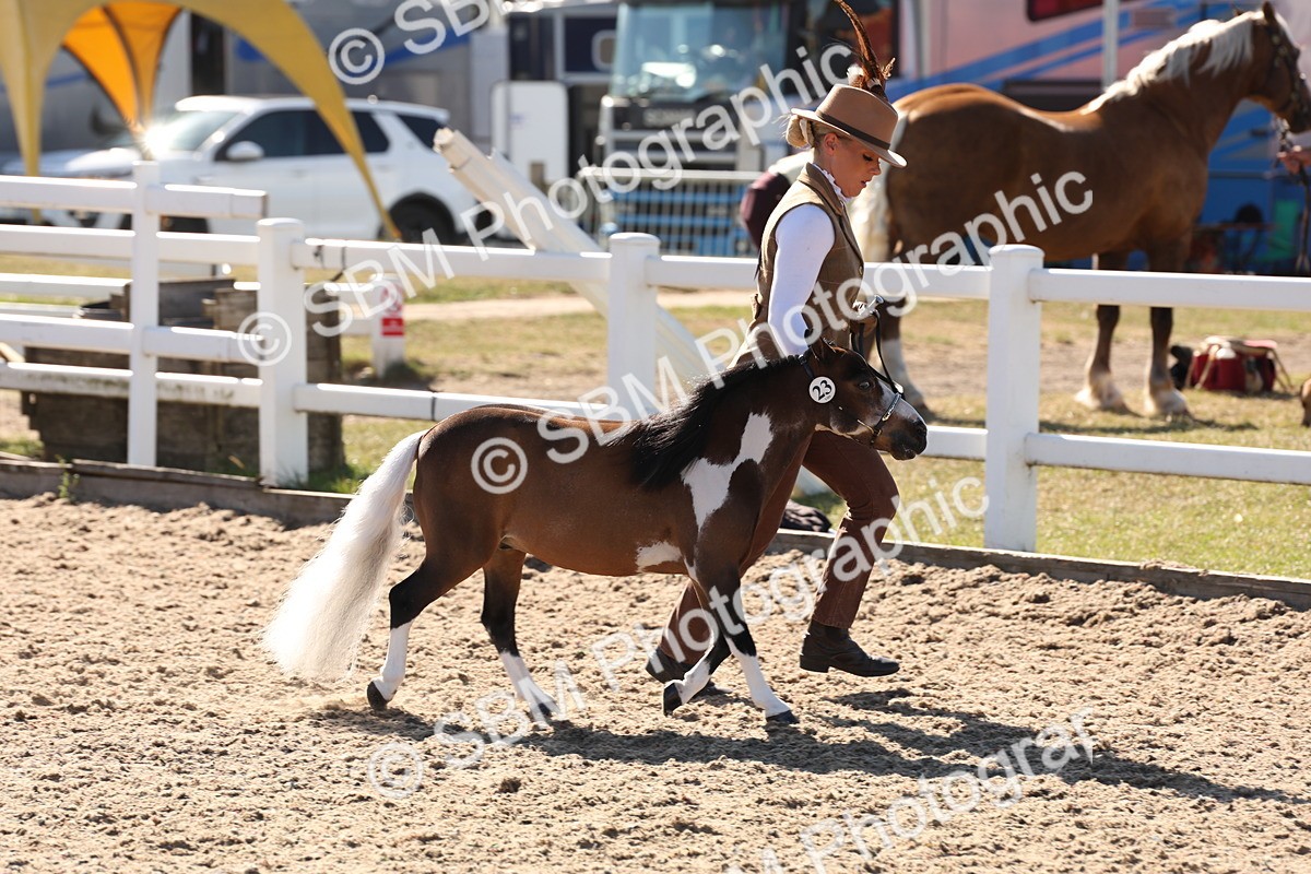 SBM_12899 - Class 206 - IH Non Show Type Pony
