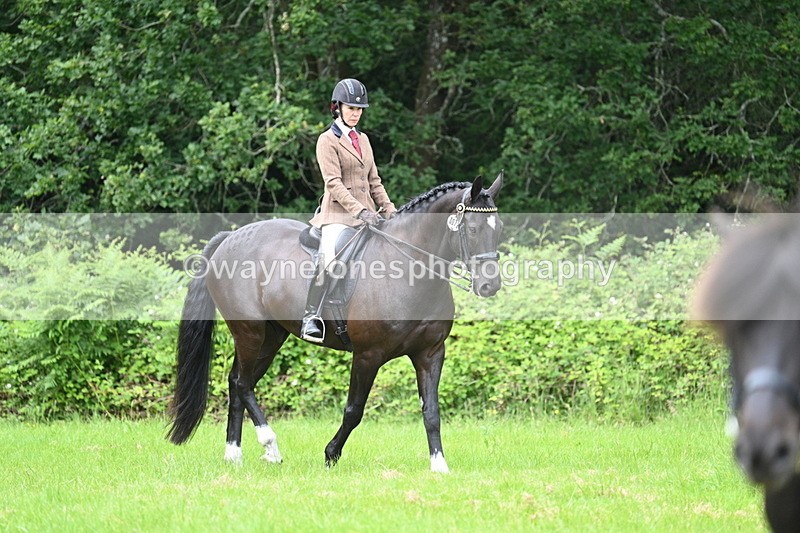 WJ7_3920 - Class 14A Handsome Gelding