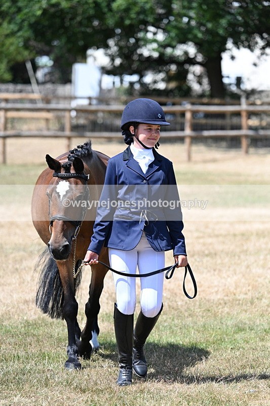 WJ7_2216 - Class 5 Most Handsome Gelding (up to 14.2hh) in hand