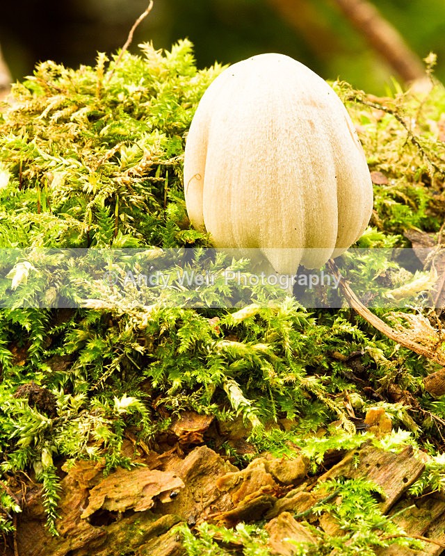 20131005-_MG_5654 - Fungii