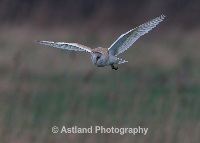 Barn Owl - Latest Images