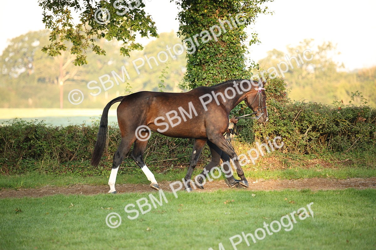 SBM_56812 - S49 - Riding Horse & Hack & Thoroughbred In Hand