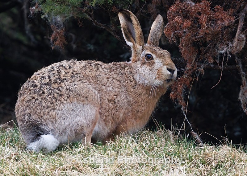 Brown Hare - Latest Images