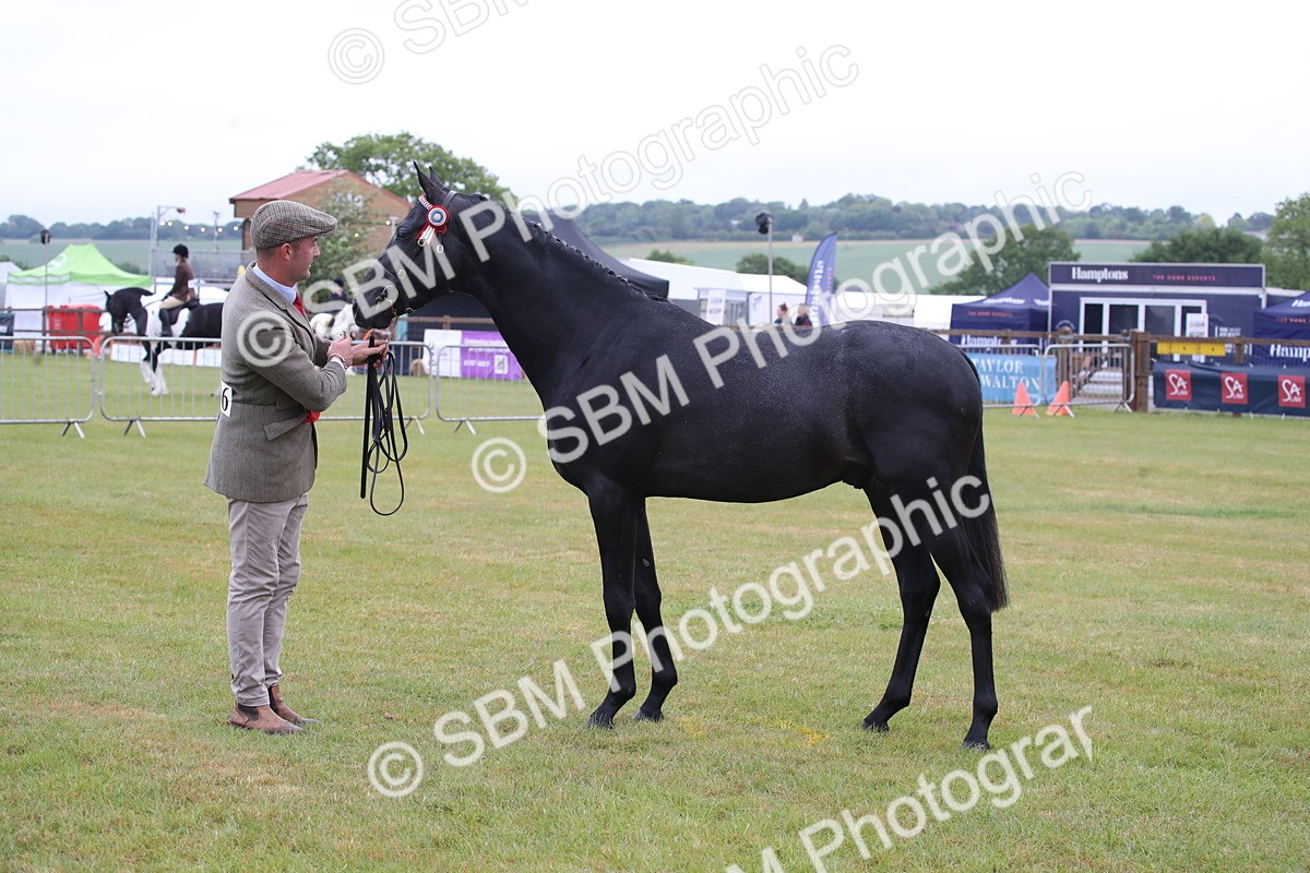 SBM_00084 - Class 17-20 - Arab & Part Bred - Anglo Arab In Hand